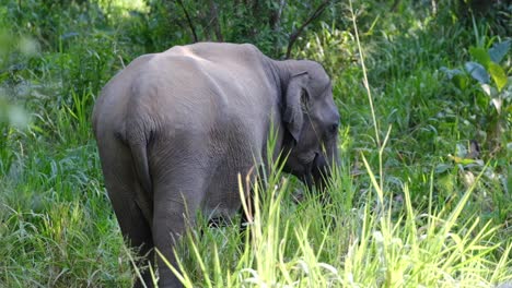 un elefante tímido mostrando su espalda al turista mientras mira