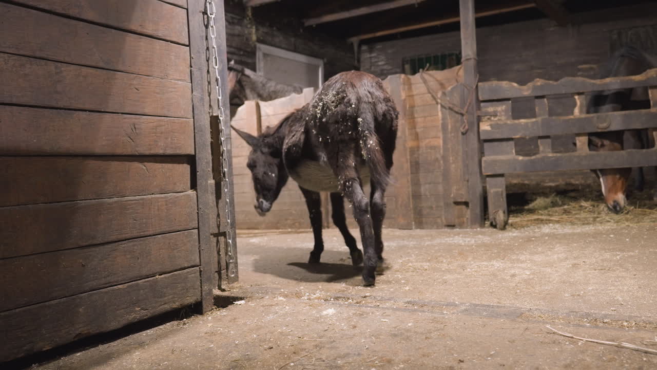 Asino che esce da una stalla vuota di notte, trucioli e polvere che cadono dal mantello mentre l'animale cammina sul pavimento cosparso di paglia, cancello rustico e recinzioni di legno sullo sfondo, movimento lento e solitario, calmo e riflessivo.