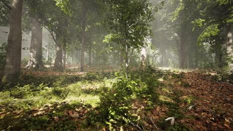 misty forest scene