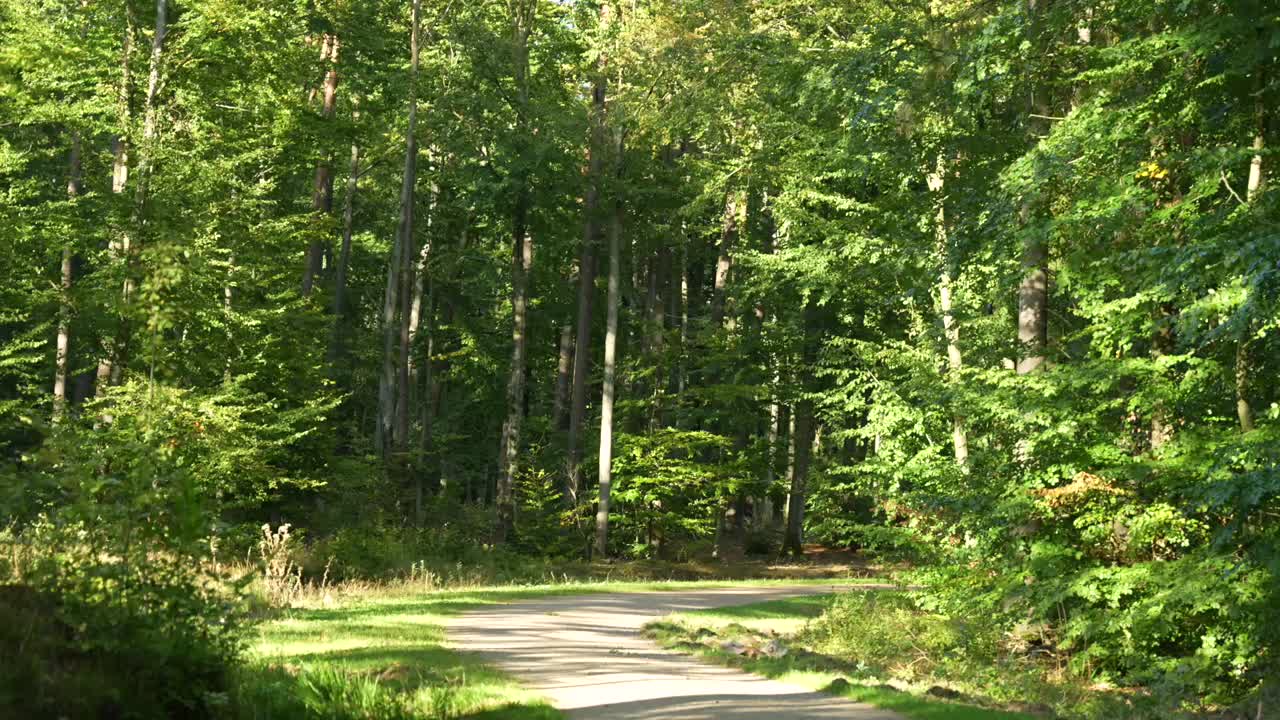 Sunny Path in a Lush Green Forest