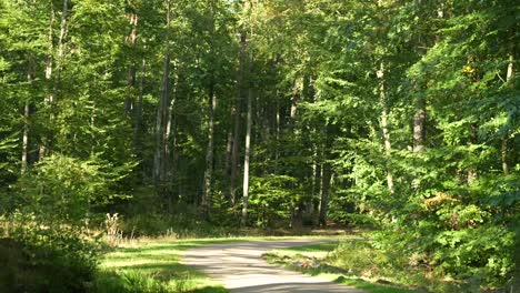 sunny path in a lush green forest