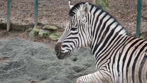 zebra in a zoo enclosure