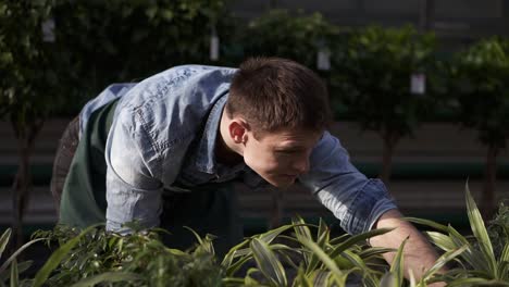 Close-Up-Footage-Of-Young-Man-Florist-Working-In-Greenhouse-Caring-For-Flowers