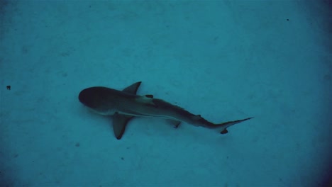 black tip reef shark swimming past in shallow water as seen from above