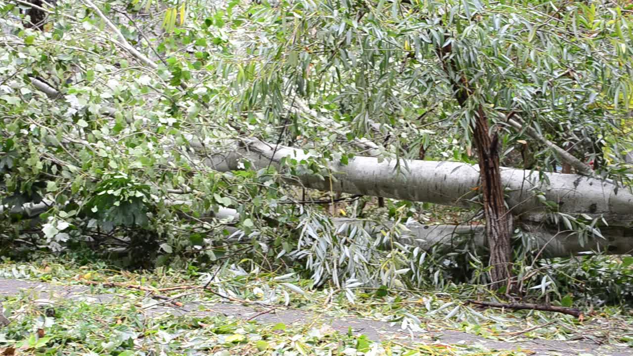 L'albero folto. Dopo un uragano.