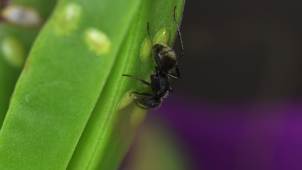 una hormiga negra se alimenta de una cochinilla en una planta suculenta