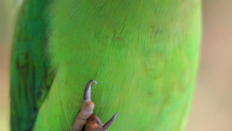 cinematic pan of rose ringed parakeet in funny yoga life positing