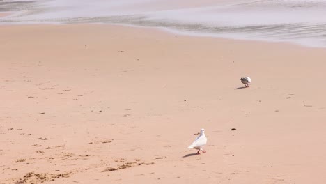 Wunderbare-Aussicht-Auf-Zwei-Taubenvögel,-Die-An-Einem-Sommertag-Am-Strand-Spazieren-Gehen