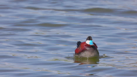 an adult male ruddy duck shakes and splashes in a pond - slow motion