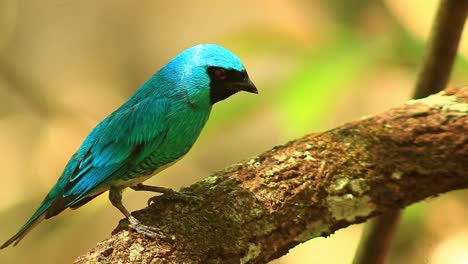dazzling sharp beak blue dacnis bird perched on a branch