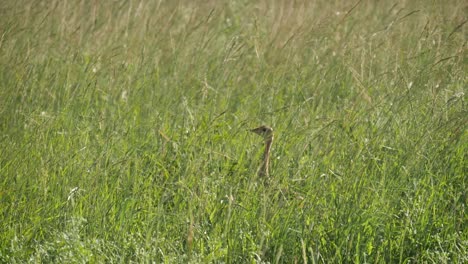 hidden korhaan bird strutting in tall green grass