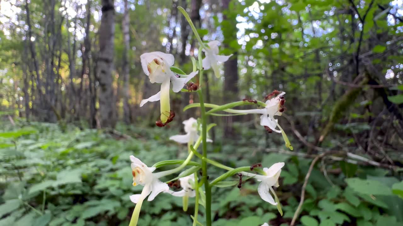 Ants searching for nectar from a Greater butterfly-orchid (Platanthera chlorantha) flower. Estonia