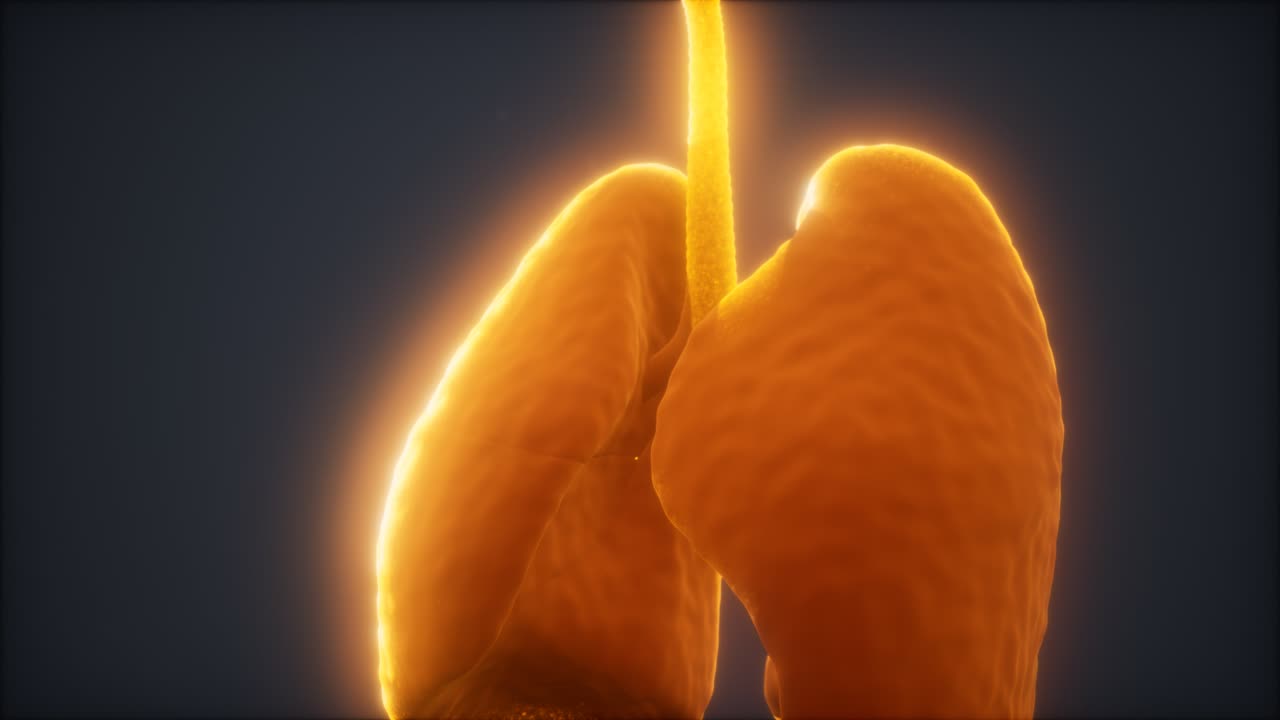 animación en 3d de los pulmones humanos