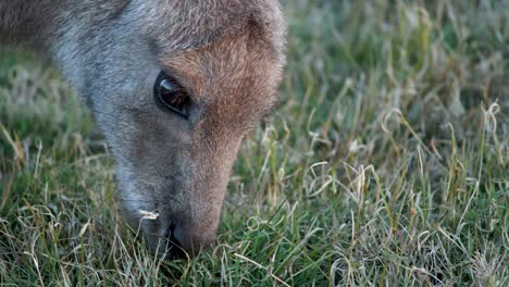 close-up footage of an eastern grey kangaroo eating grass in a natural grassy field at gold coast, australia, with soft natural lighting and steady camera