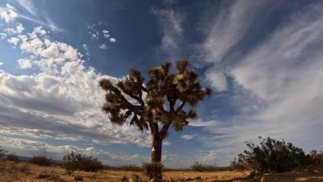 dynamic motion of clouds flowing in different directions over a joshua tree in the mojave desert - time lapse cloudscape