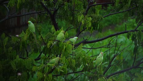 so many parrots seatting on tree inv rain