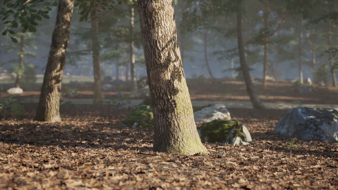 가을의 숲 바닥