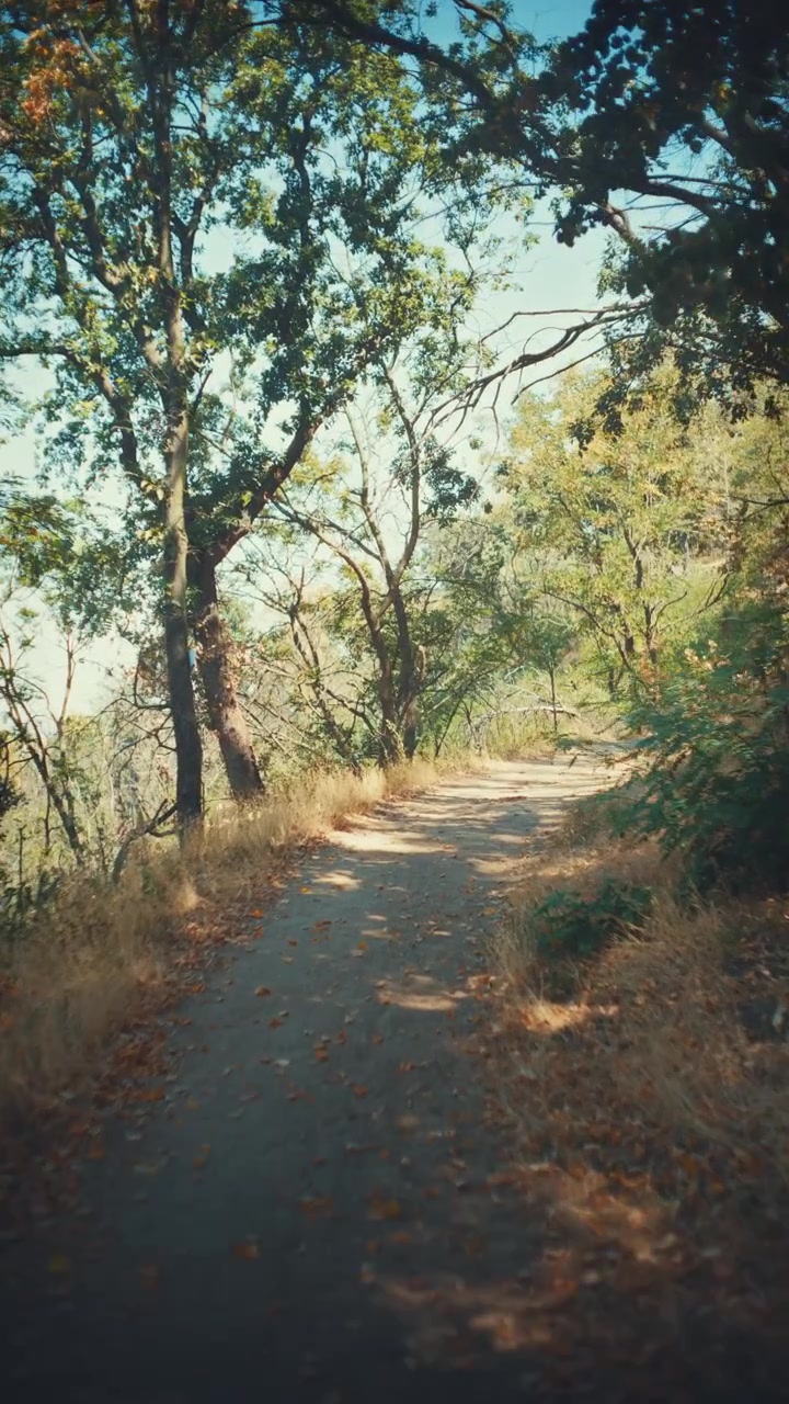 Una ripresa video verticale nostalgica, che segue fluidamente un sentiero sterrato tortuoso in una fitta foresta verde, illuminata dalla calda luce solare che filtra attraverso la chioma degli alberi in una giornata estiva