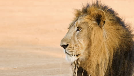 el león macho asiático descansando en el suelo mira hacia arriba para ver qué se mueve y luego no se molesta.