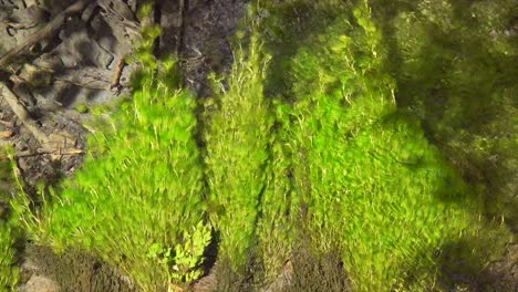 Down-shot-of-river-vegitation-swaying-with-the-currents-of-the-clear-rainforest-stream