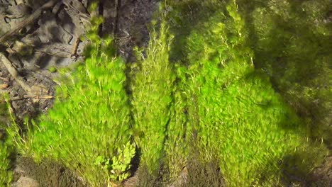 disparo hacia abajo de la vegetación del río balanceándose con las corrientes de la clara corriente del bosque tropical