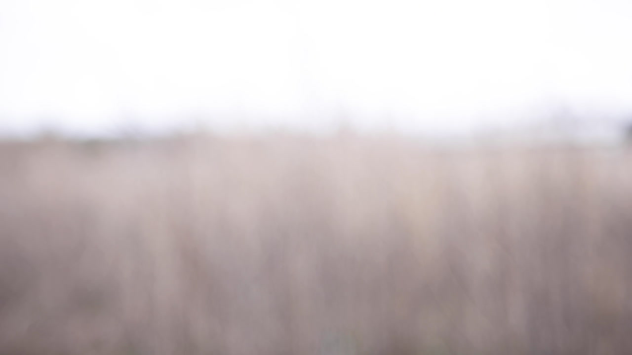 Eagle owl taking flight slow motion