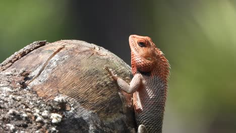 Schöne-Eidechse---In-Der-Sonne---Wartet-Auf-Futter---Neugierig