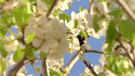 marco natural de hojas y ramas, en el centro abeja melífera recogiendo polen en cámara lenta