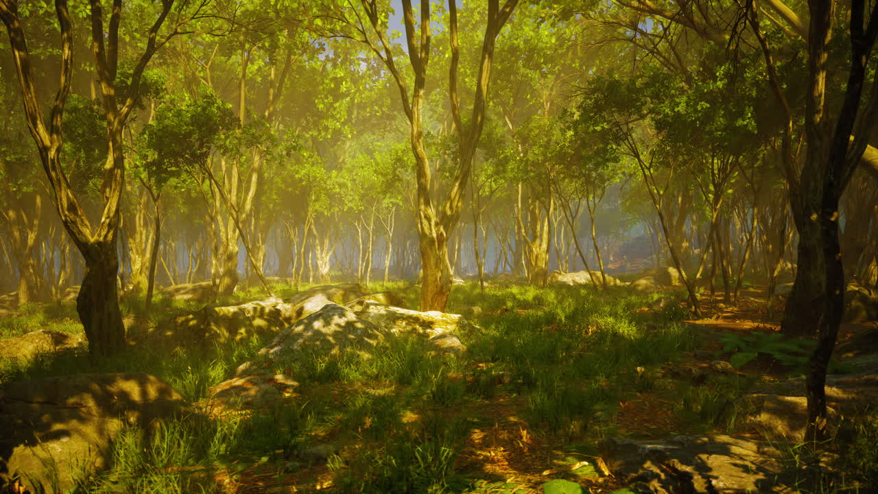 안개 가 가득 한 숲 에 있는 나무 의 뿌리