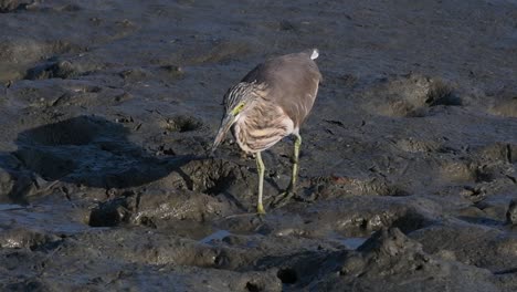 One-of-the-Pond-Herons-found-in-Thailand-which-display-different-plumages-according-to-season