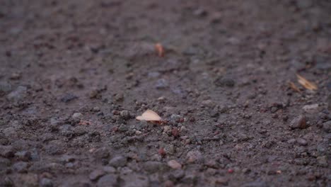 winged termite or flying ant or "laron" on the wet ground after rain