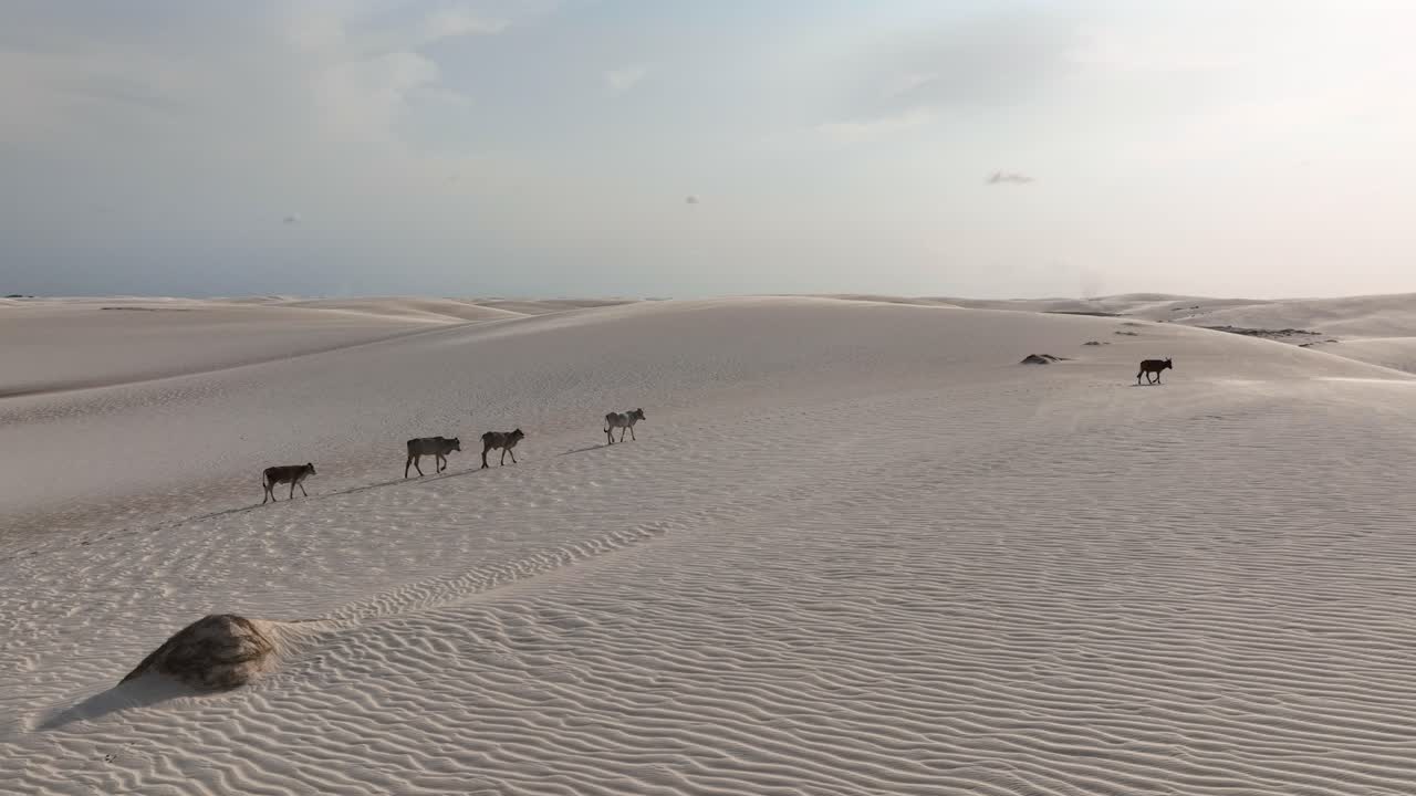 Free Roaming Cows in Lencois Maranhenses Sand Dunes - Aerial Track