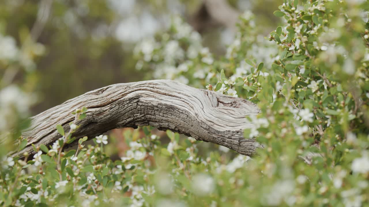 Curved tea tree branch among white blossoms, soft daylight, shallow depth, gentle camera pan