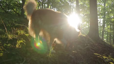 closeup of rough collie dog walking through woods