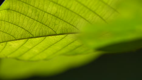 when sunlight hits the leaves, the leaves start photosynthesis