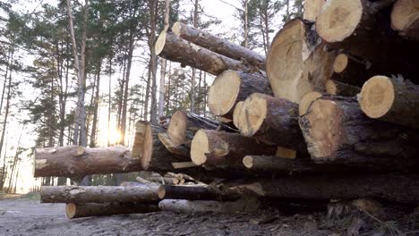 big pile of timber logs in the forest against the backdrop of a sunset, harvesting timber for export, industry