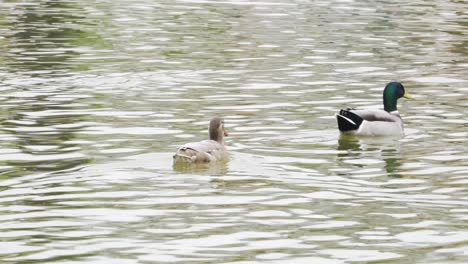 Un-Par-De-Patos-Reales-En-Un-Lago-Idílico-Durante-El-Día