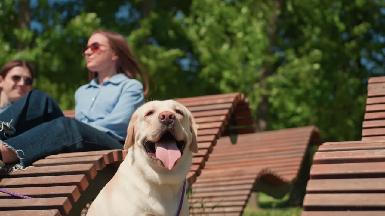 야외에서 다정한 커플 옆 래브라도, 낭만적인 커플이 야외에서 애정 어린 시간을 보내는 동안 편안하게 쉬는 래브라도, 화창한 날 무성한 나무들 사이 벤치에서 포옹하는 커플을 즐겁게 바라보는 래브라도