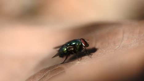 HD-Videos-Fliegen.-Insekten-Mit-Glänzenden-Körpern