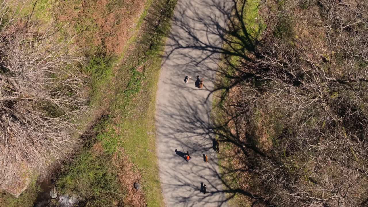 Shepherd With Flock Of Animals Farm On The Mountain Roads Near Casela, Samos, Spain. Aerial Topdown Shot