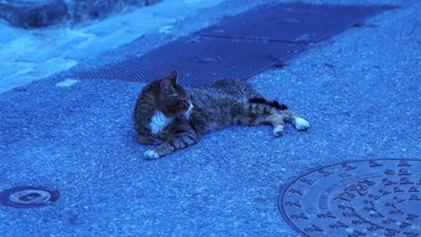 cat lies on the asphalt in france and waits in the small village