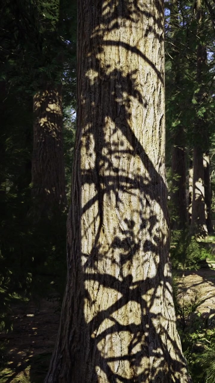 Shadows cast on tree trunk in forest during bright day