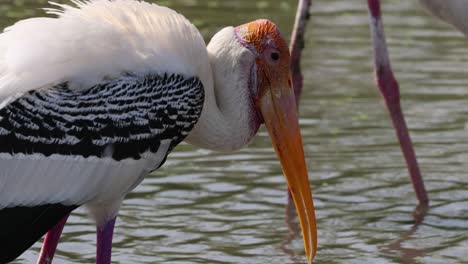 two painted storks interacting near water