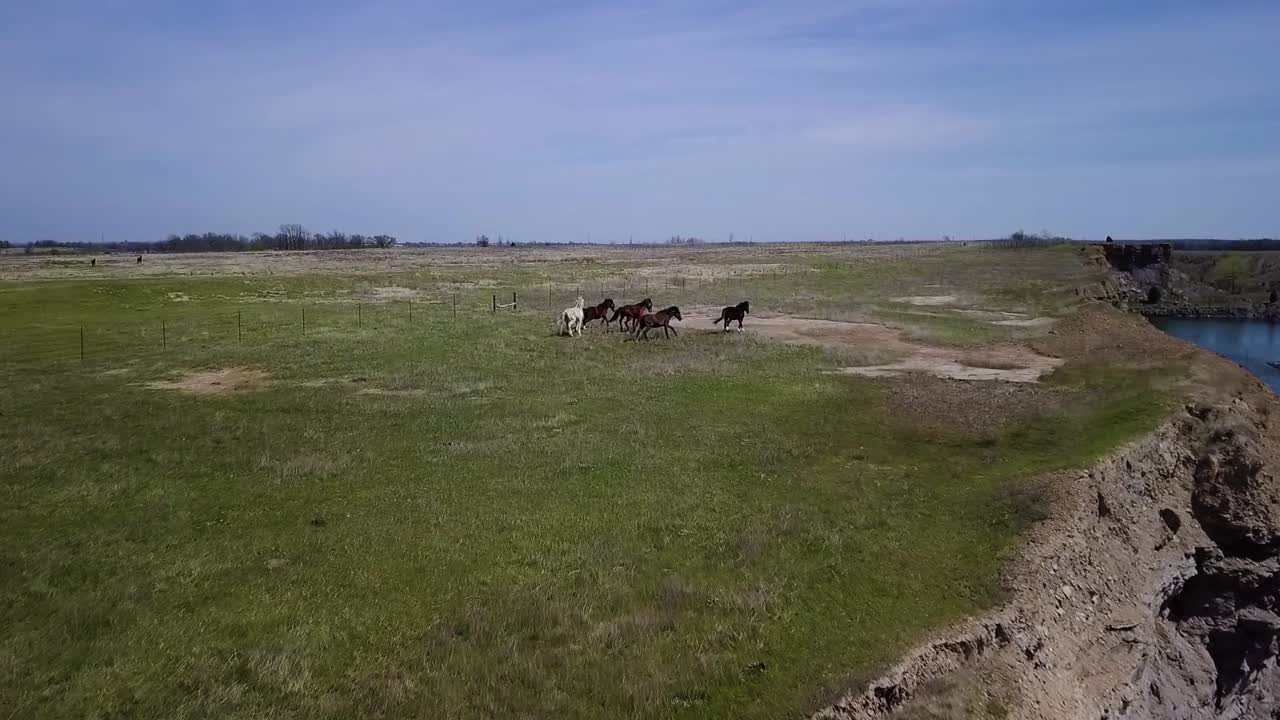 Cavalli al pascolo in un campo vicino a un lago