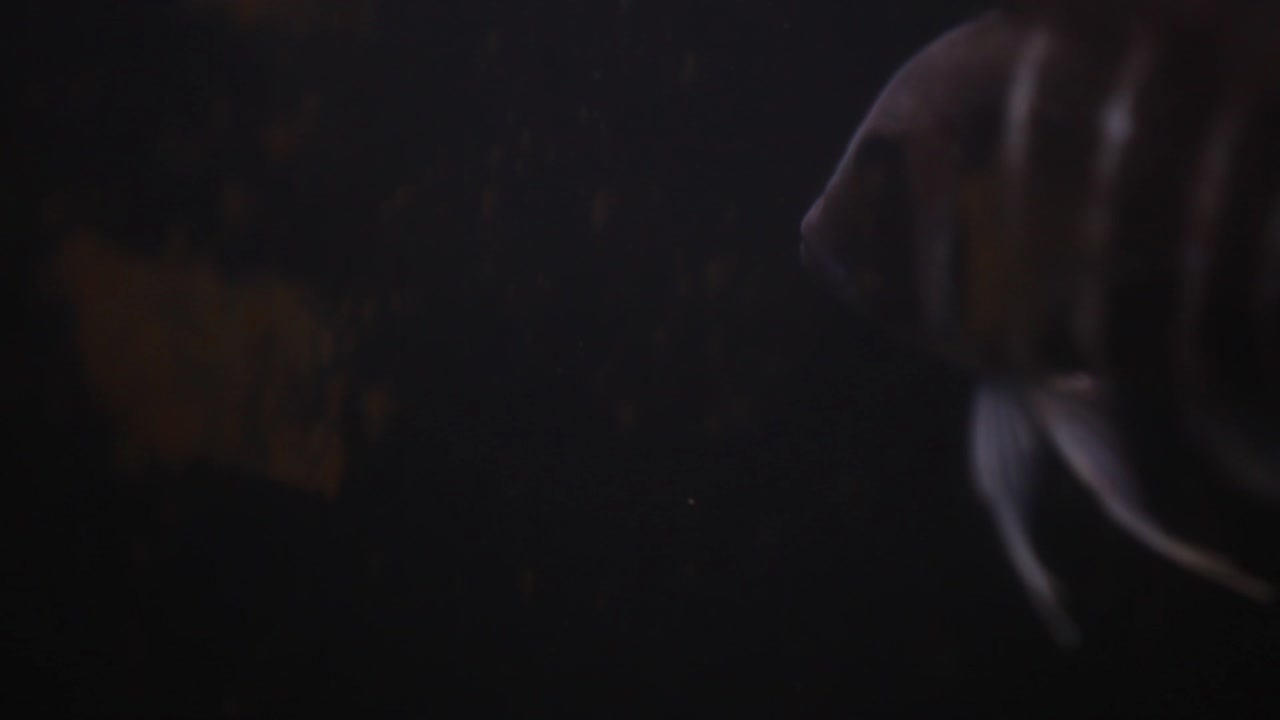 peces oscuros y siniestros y peceras que acechan en las aguas poco profundas