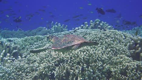 a small sea turtle swimming on top of a vibrant reef