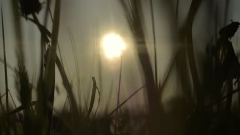 Relaxing-grass-macro-at-sunset-in-summer-breeze