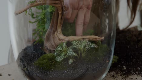 a young female botanist creates a tiny live forest ecosystem in a glass terrarium - putting the main scaffolding - a tight close-up