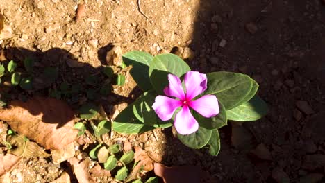 tiny pink flower in the wind and shadow in the summer