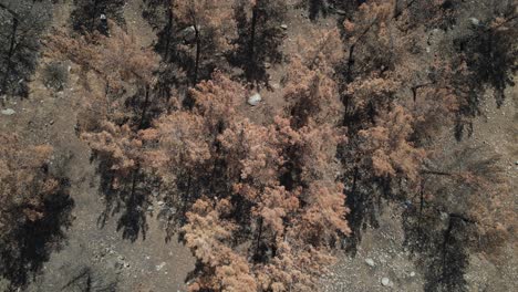 Pine-Tree-Aerial-View